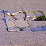 green moss on gray concrete pavement