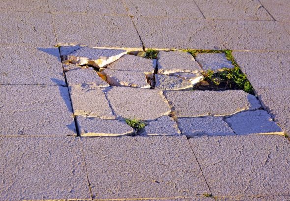 green moss on gray concrete pavement