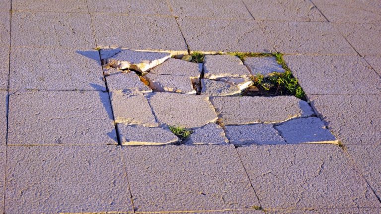 green moss on gray concrete pavement