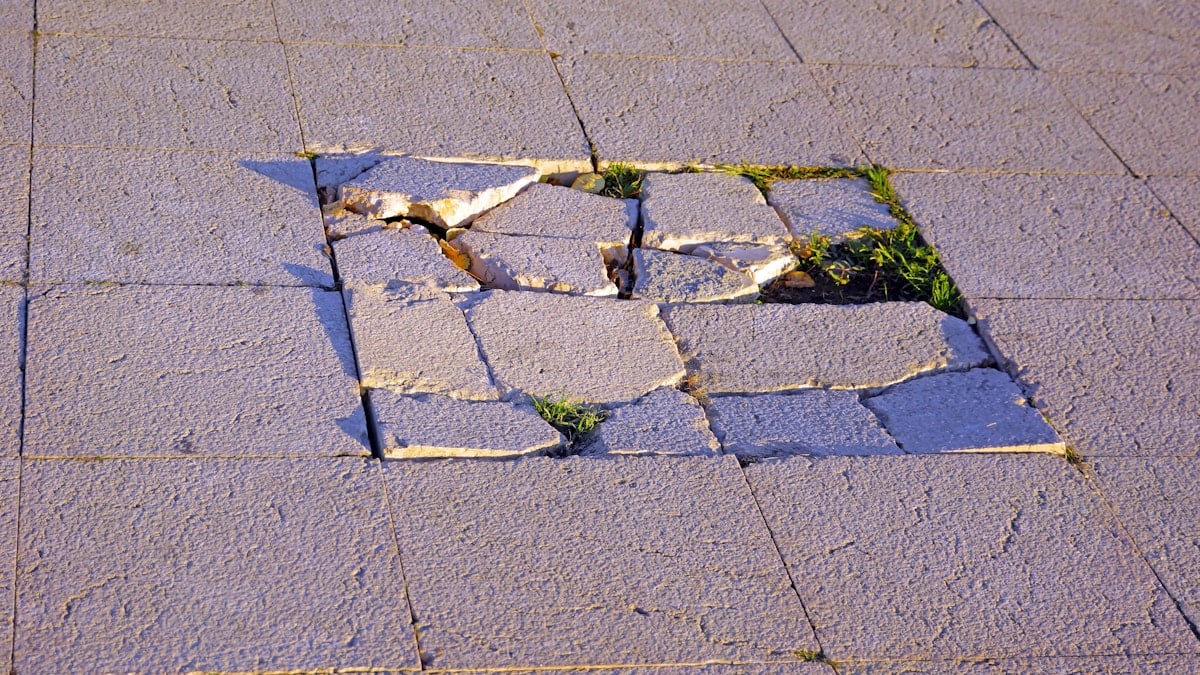 green moss on gray concrete pavement